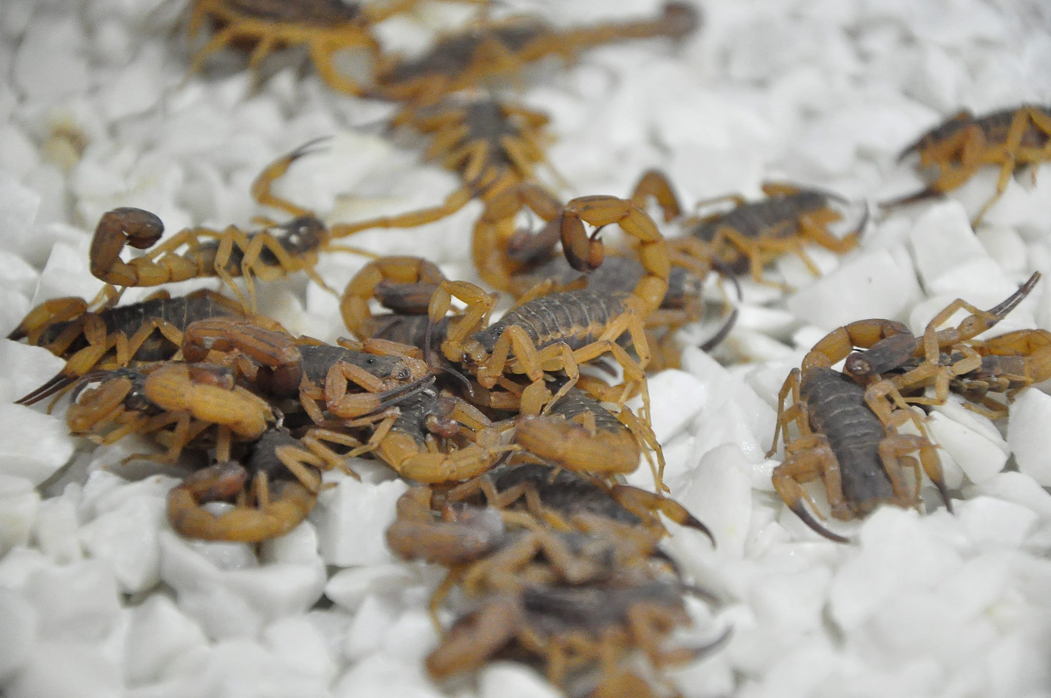 Hospital Municipal de Americana é referência em casos de acidentes com escorpião 