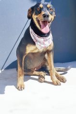 Taquaral recebe feira de adoção de animais neste domingo, veja fotos