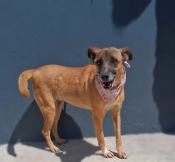 Taquaral recebe feira de adoção de animais neste domingo, veja fotos