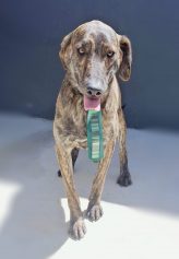 Taquaral recebe feira de adoção de animais neste domingo, veja fotos