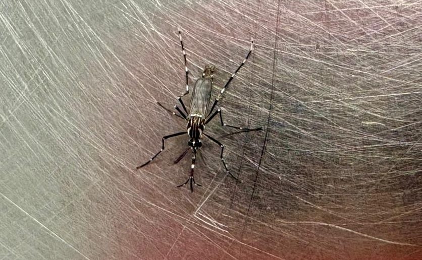 25 bairros de Campinas estão com alto risco de transmissão de dengue; saiba quais