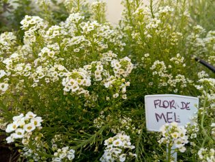 Hortas coletivas transformam comunidades em Campinas; ouça