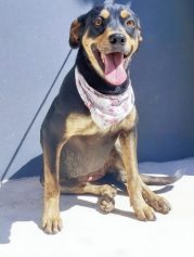 Lagoa do Taquaral terá feira de adoção de animais neste domingo; veja fotos