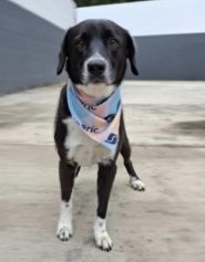 Lagoa do Taquaral terá feira de adoção de animais neste domingo; veja fotos