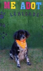 Lagoa do Taquaral terá feira de adoção de animais neste domingo; veja fotos