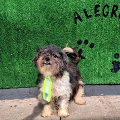 Lagoa do Taquaral terá feira de adoção de animais neste domingo; veja fotos
