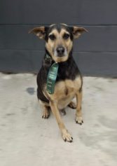 Lagoa do Taquaral terá feira de adoção de animais neste domingo; veja fotos