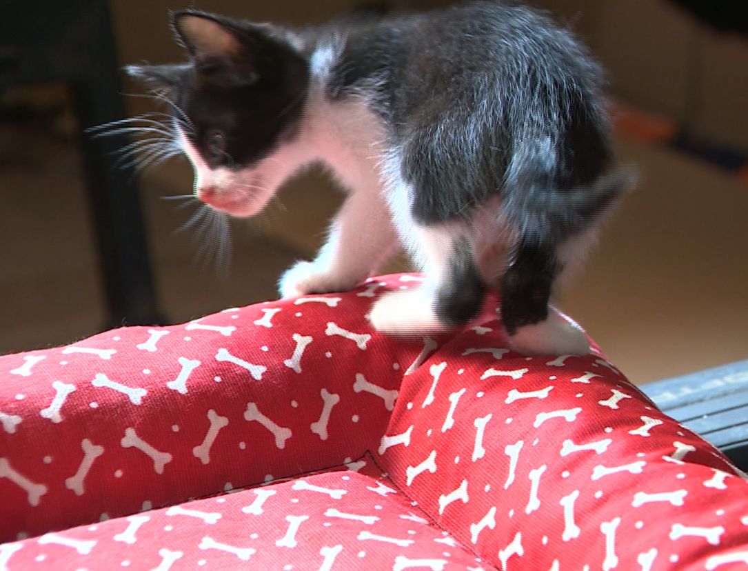 Moradores denunciam envenenamento de gatos de rua em Campinas