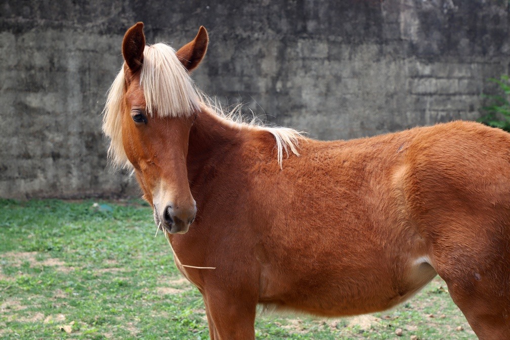 Polícia Civil recupera égua que havia sido furtada do DPBEA, em Campinas
