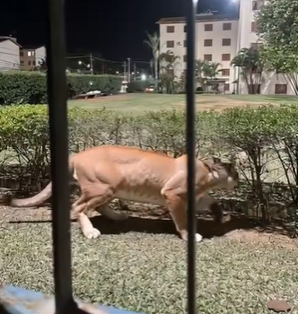 Fake news: onça-parda não circulou pelo CDHU dos Amarais, em Campinas