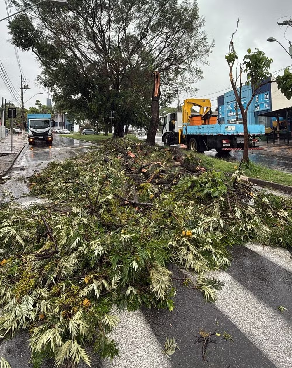 Campinas contabiliza cinco quedas de árvores e 30 mm de chuva nas últimas 24h