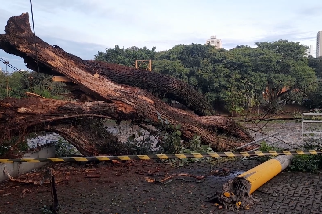 Chuvas do domingo derrubam árvores em Campinas, Limeira e Piracicaba