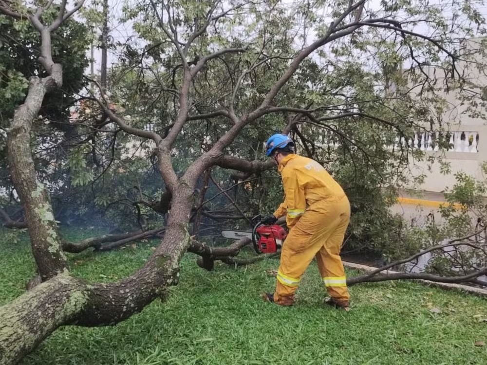 Cinco árvores caem em avenida de Cordeirópolis durante chuva; pista foi liberada