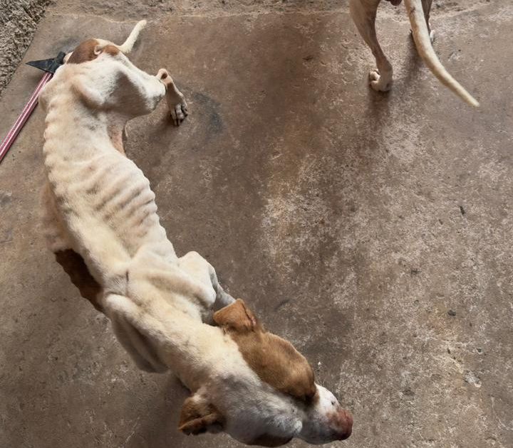 Homem é preso por maus-tratos a cães em Campinas