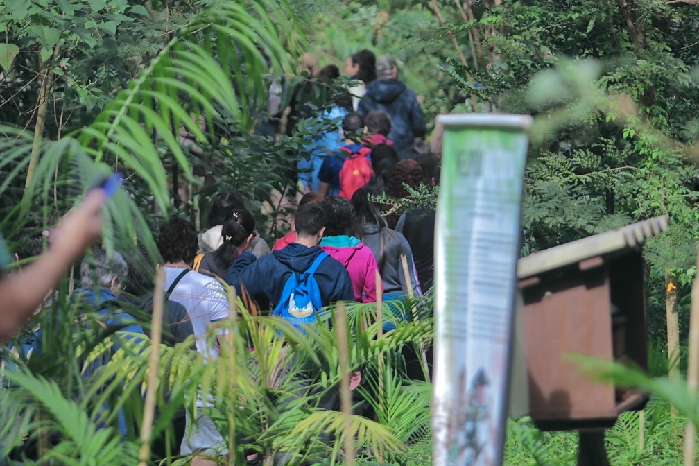 Mata de Santa Genebra abre inscrições para voluntariado de curta duração 
