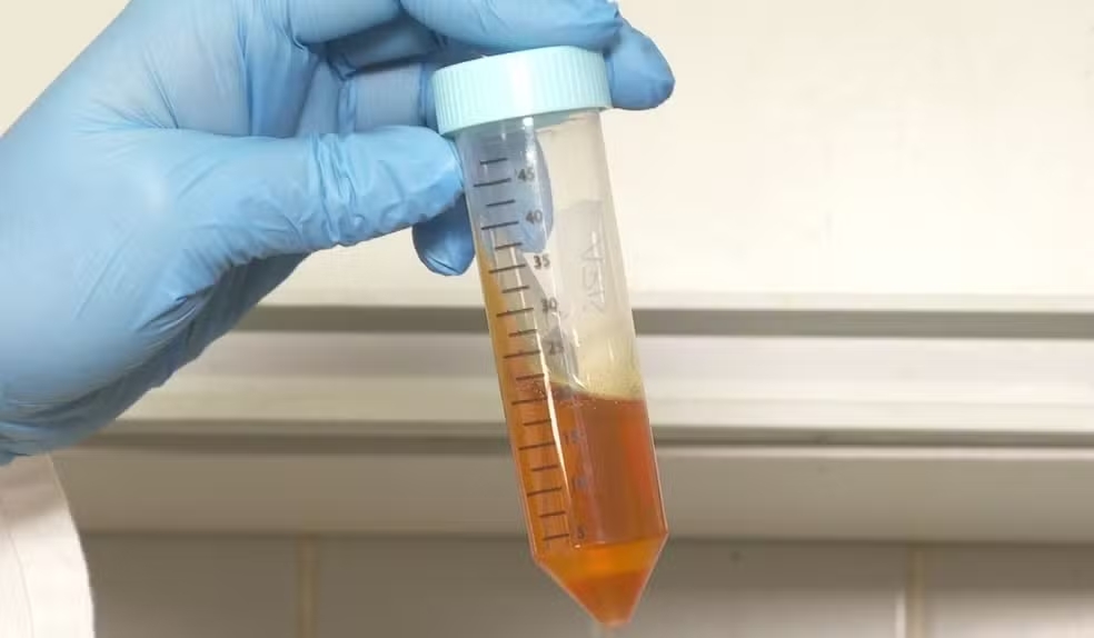 Pesquisadores da Unicamp desenvolvem mel com sabor de chocolate em Limeira