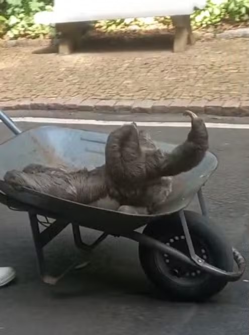 Bicho-preguiça e filhote são resgatados após queda no Bosque dos Jequitibás