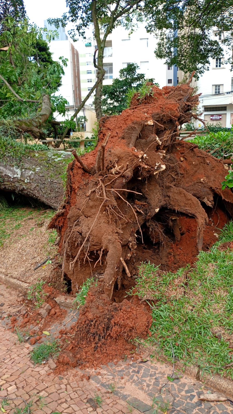 Campinas tem rajada de vento de 77km/h; pelo menos 10 árvores caíram na cidade 