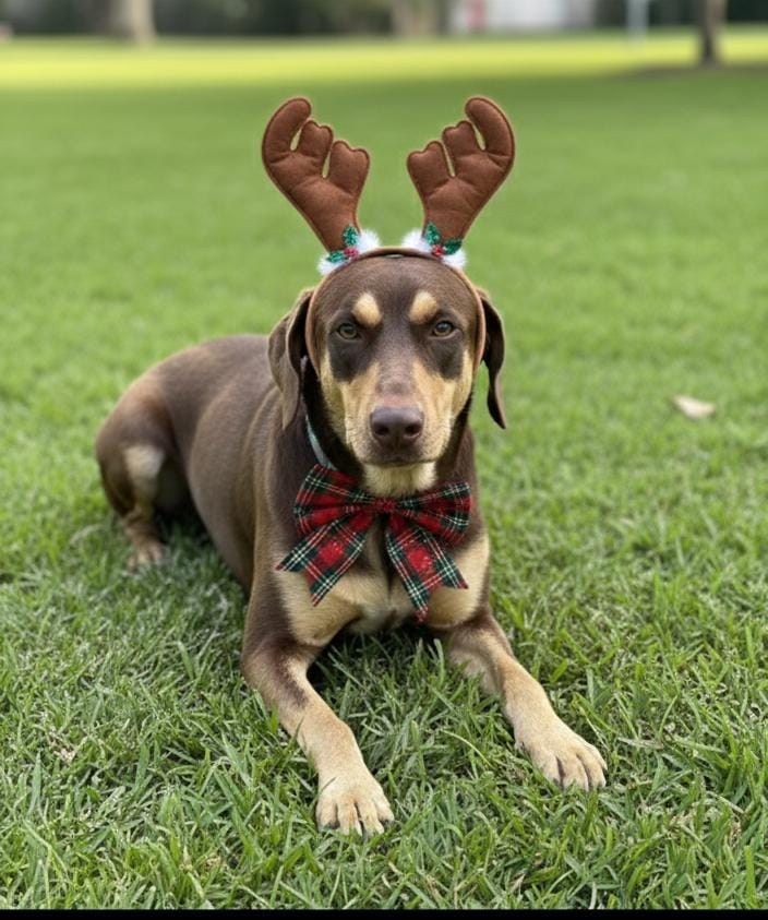 Centro de Convivência recebe feira de adoção neste domingo (14)