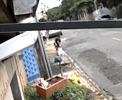 Criança é atacada por pitbull em Campinas; ela segue internada em observação