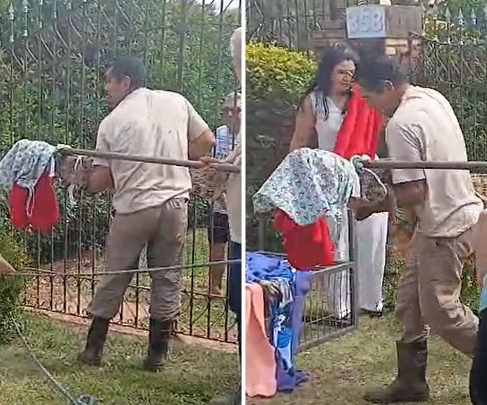 Jacaré é encontrado perto de casas e devolvido à natureza em Paulínia