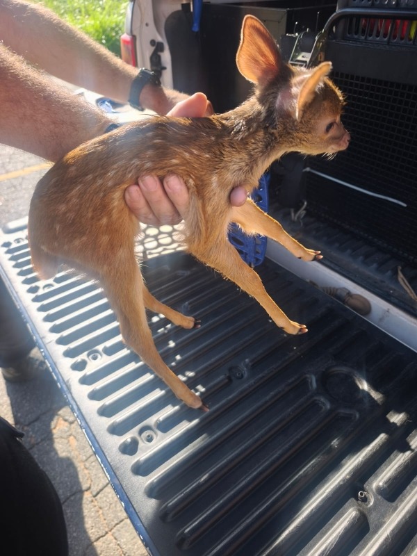 Guarda Ambiental resgata filhote de veado encontrado em via pública de Vinhedo 