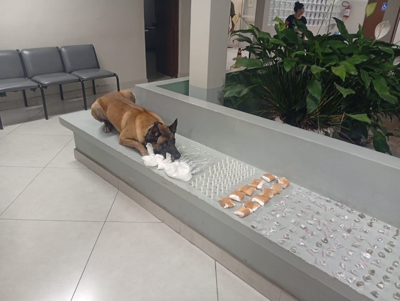 Polícia apreende drogas e prende homem em sítio de Socorro  