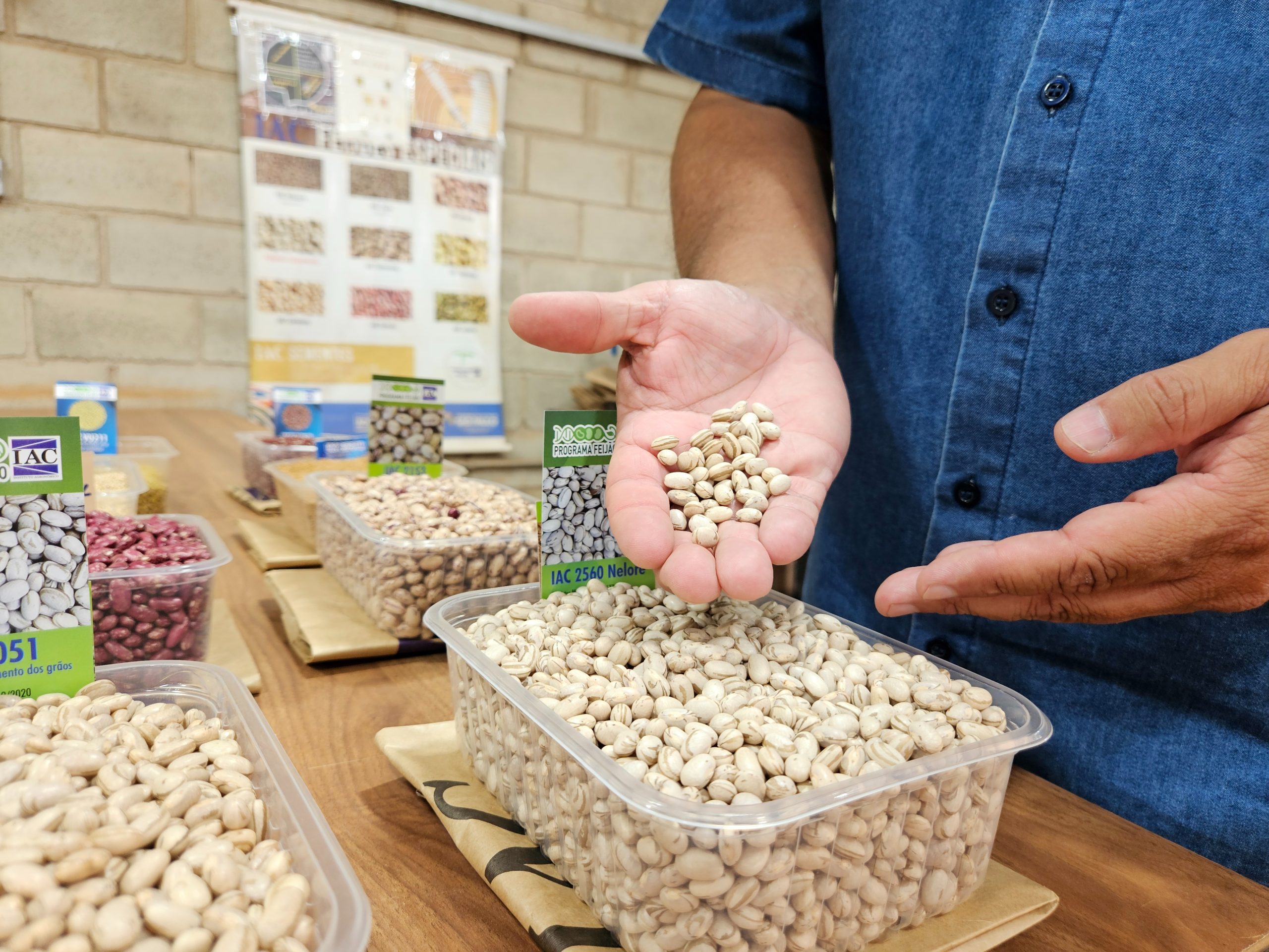 Feijão que nasceu pelas mãos de pesquisador do IAC chega à 14ª geração