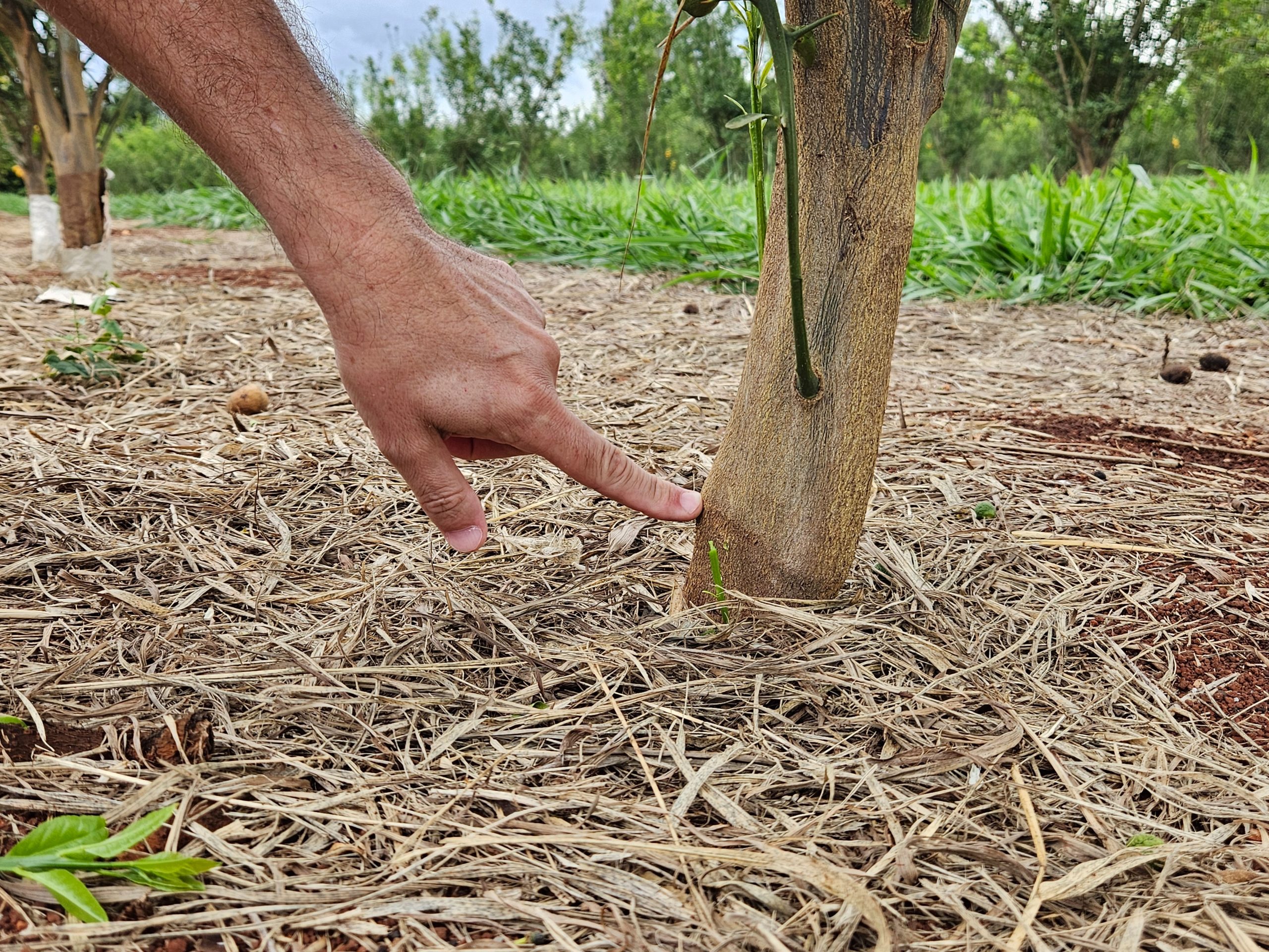 Berço mundial da laranja, centro de pesquisas do IAC estuda solução para combater o greening