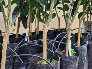 Berço mundial da laranja, centro de pesquisas do IAC estuda solução para combater o greening