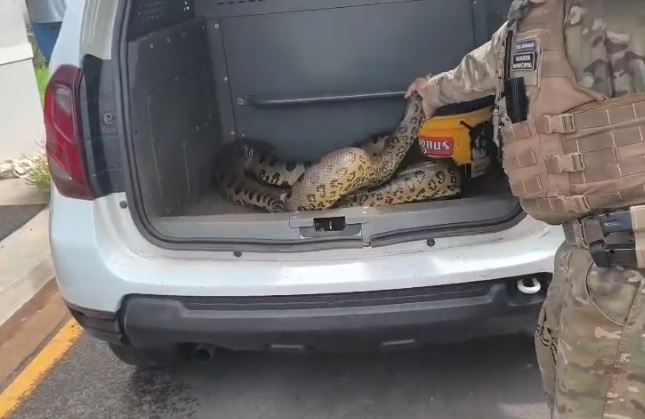 Pelotão Ambiental resgata sucuri dentro de indústria em Cordeirópolis