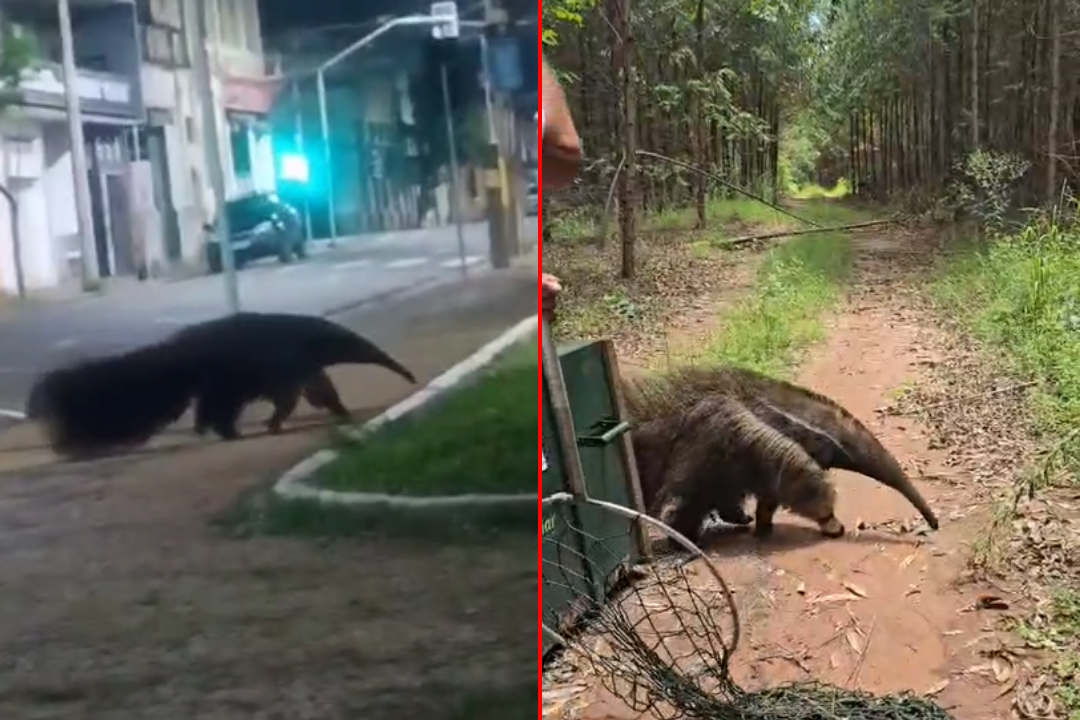 Tamanduá Bandeira é resgatado e solto em área de mata preservada em Piracicaba   