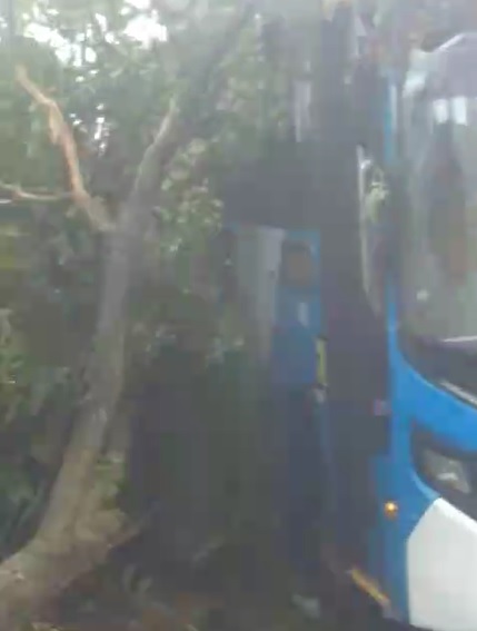 Ônibus colide em árvore e tronco cai sobre casa em Campinas