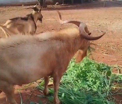 Polícia investiga furto de bodes em terreno do Jd. Alvorada em Americana 