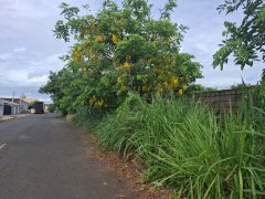 Calçada tomada por mato em Barão Geraldo