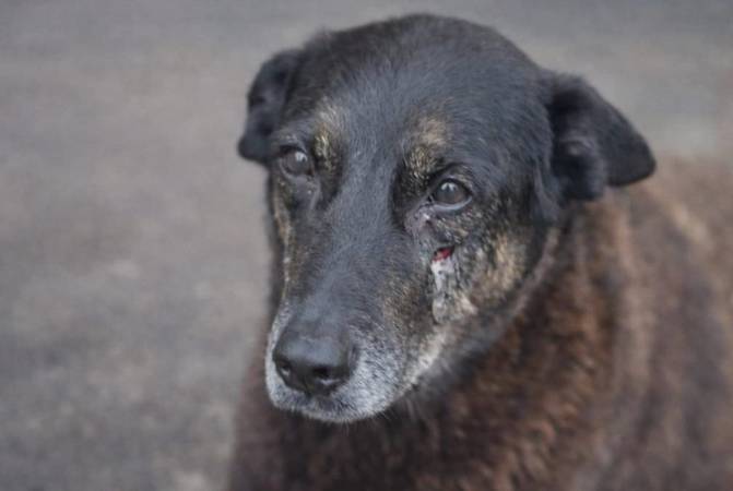 Caso Cão Orelha: Especialista explica como garantir a segurança de animais em condomínios