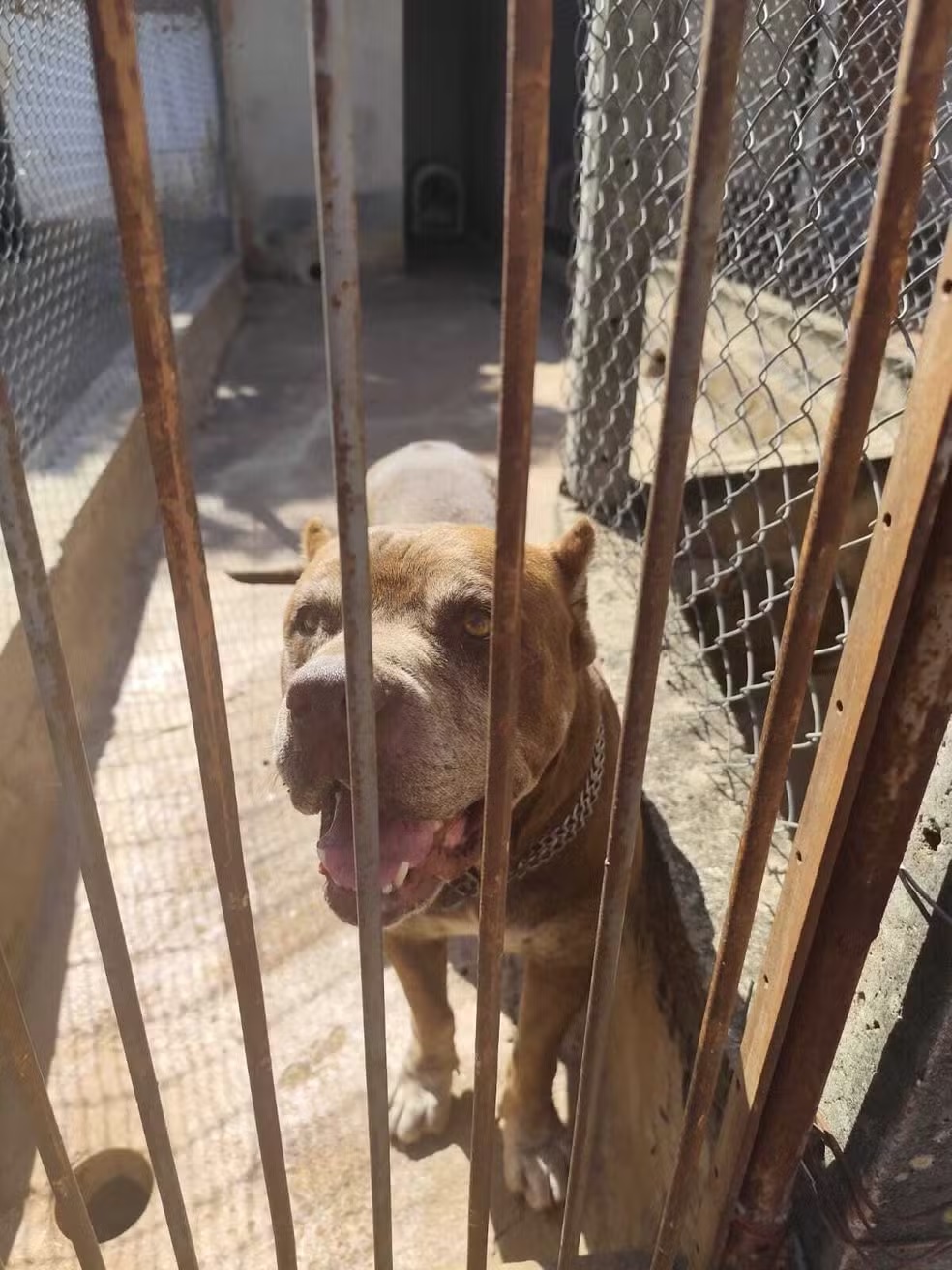 Pitbull é resgatado após ser encontrado sem abrigo contra sol e chuva em Nova Odessa