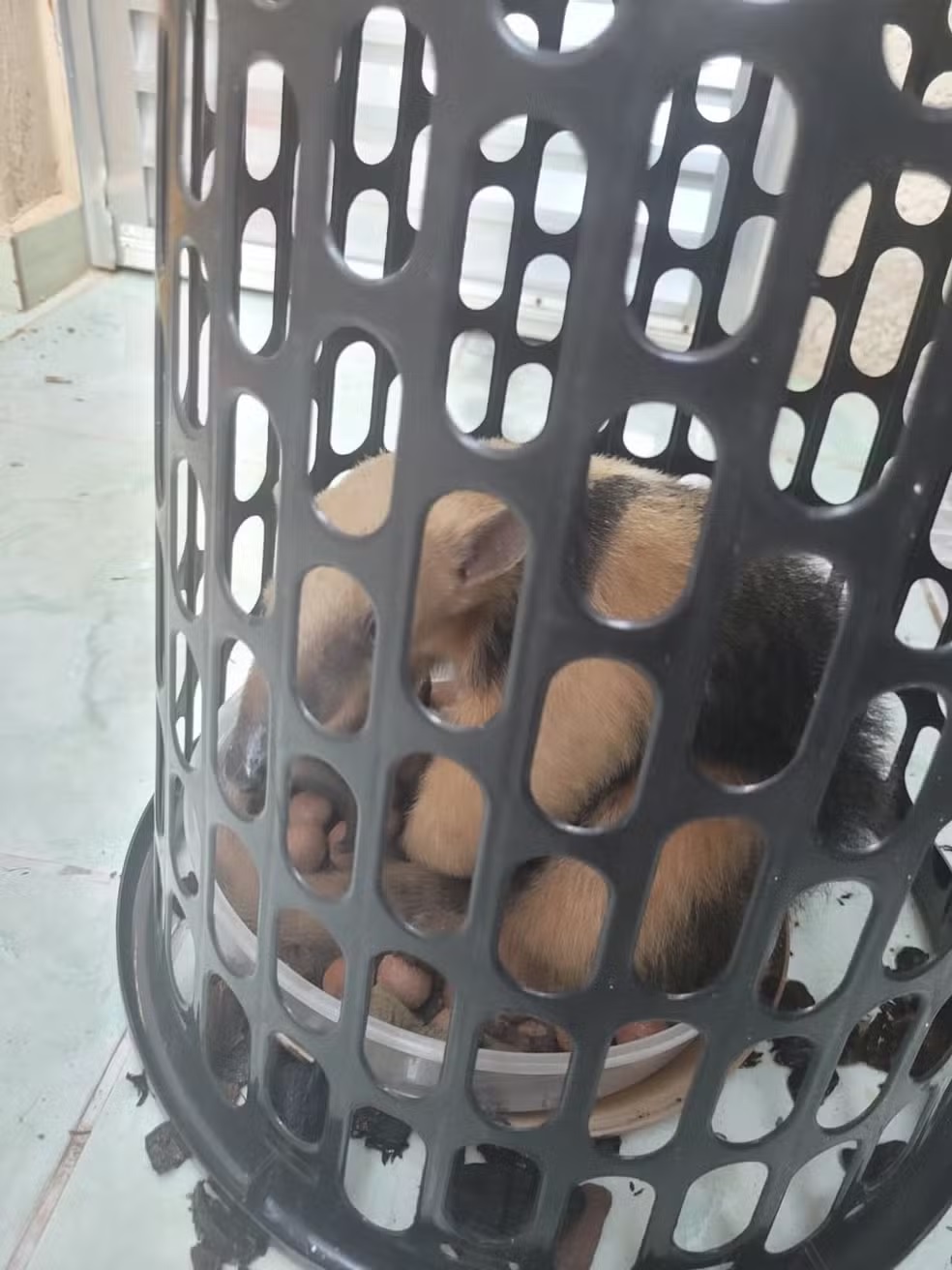 Tamanduá-mirim invade quintal e mobiliza resgate em Sumaré