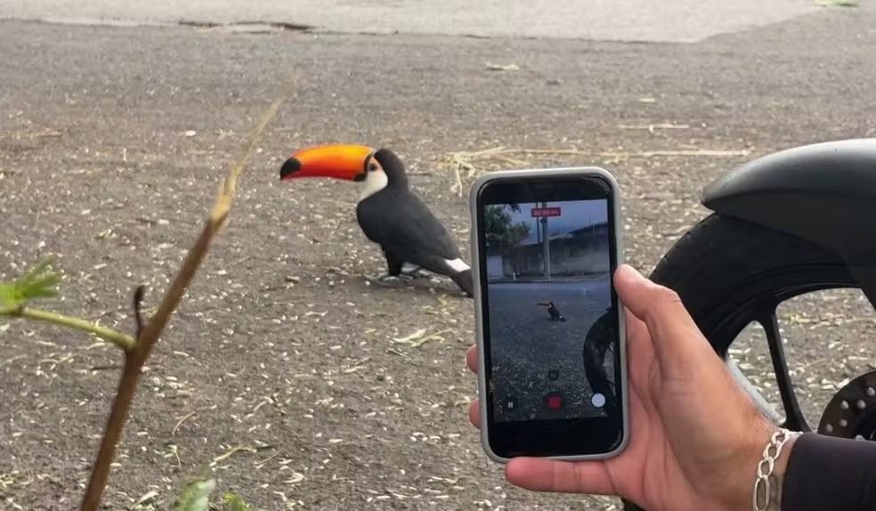 Tucano interage com moradores e vira atração em Campinas