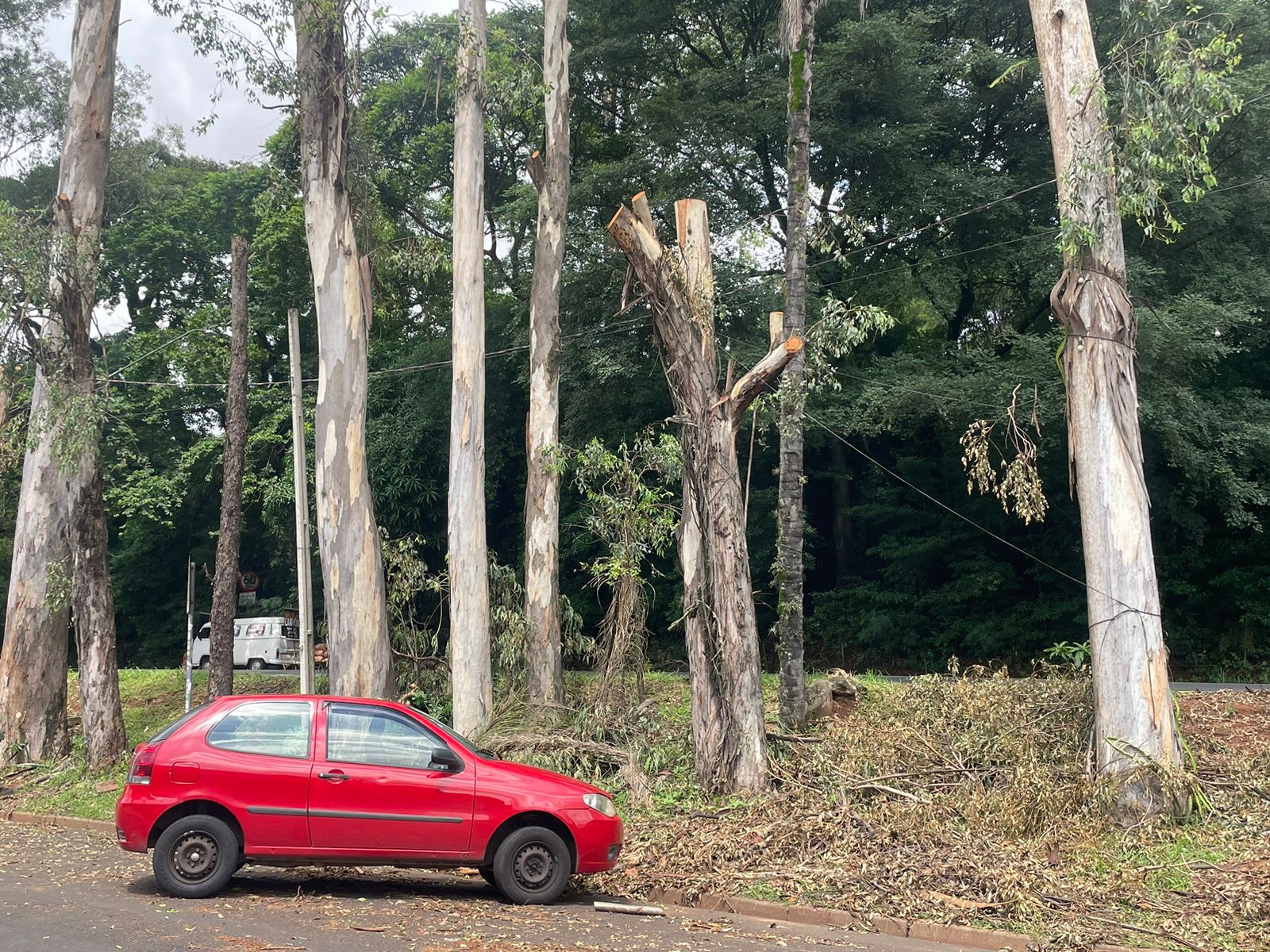 Retirada de árvores em Barão Geraldo ainda não terminou, afirma Prefeitura