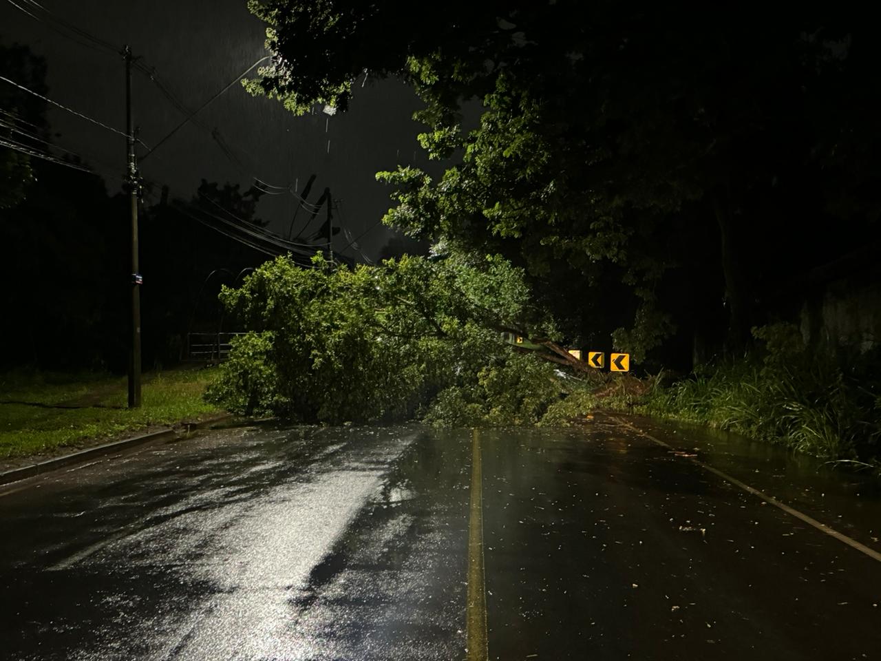 Árvore de grande porte cai e bloqueia por completo Estrada da Rhodia