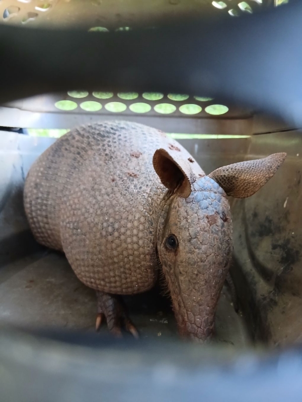 Tatu é resgatado após invadir residência e se esconder em buraco em Vinhedo 