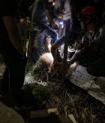 Capivara com objeto preso ao corpo é resgatada após um mês em Piracicaba