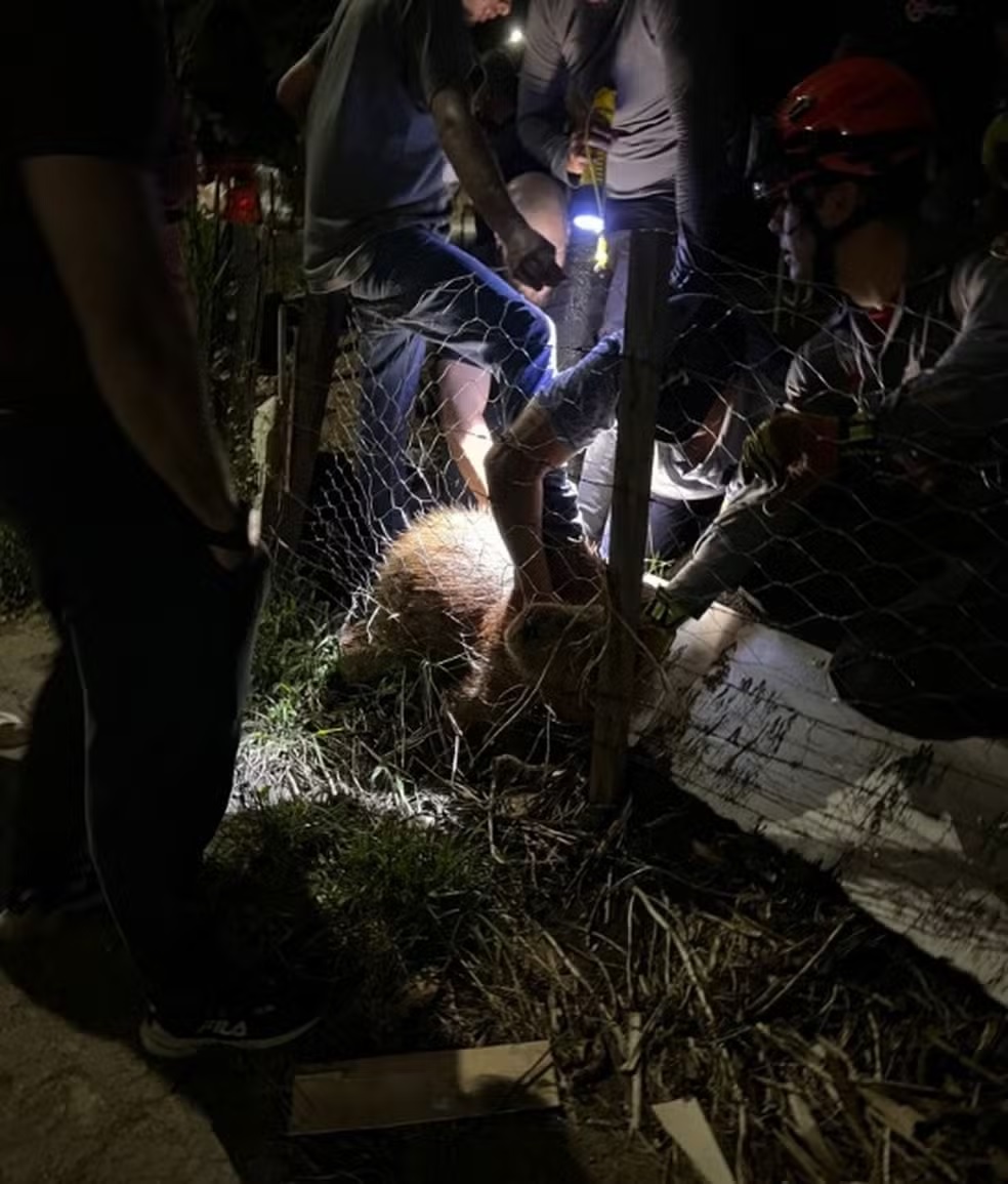 Capivara com objeto preso ao corpo é resgatada após um mês em Piracicaba