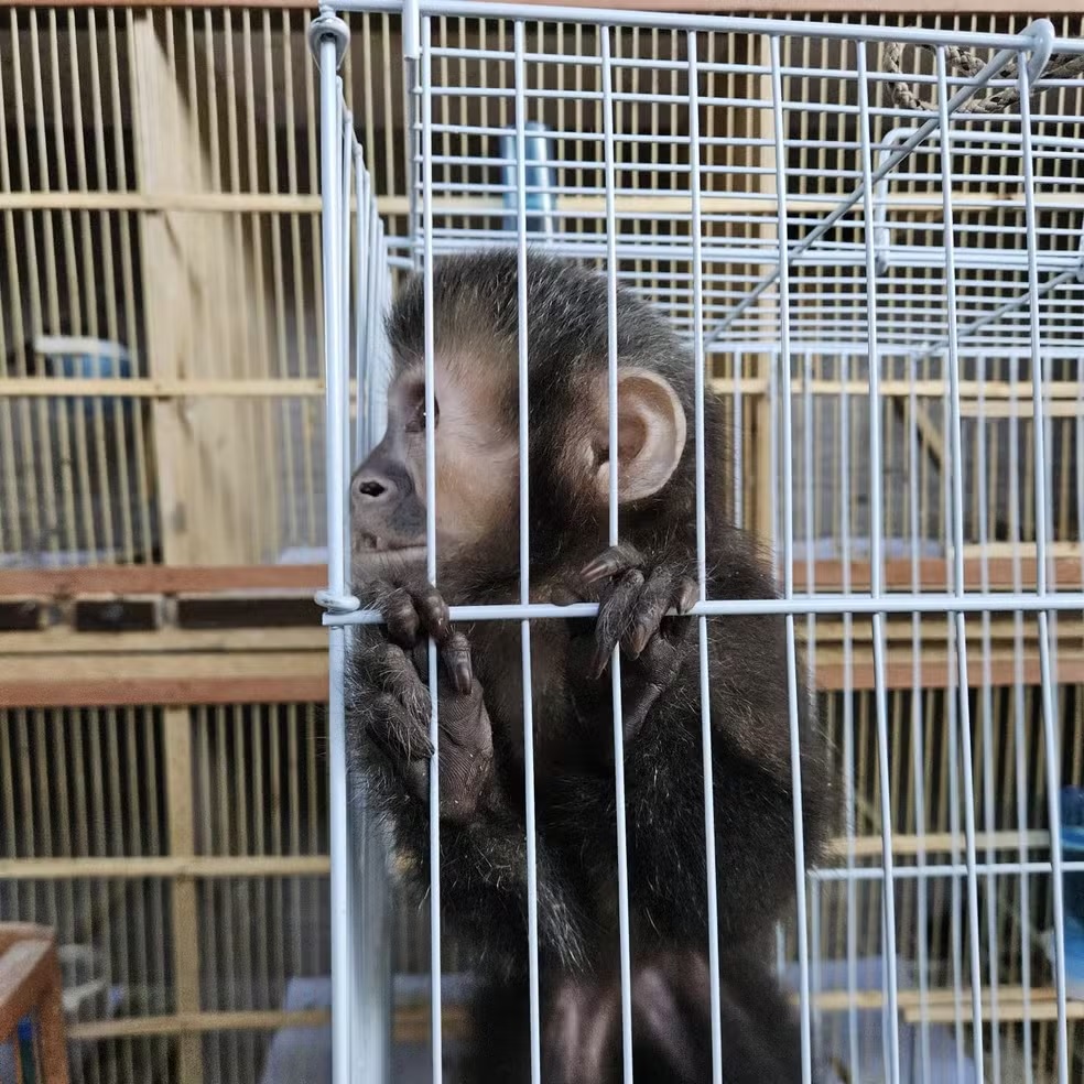 Polícia resgata aves e macaco-prego em operação contra tráfico de animais na região