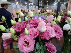 Feira com produtores e compradores antecipa negócios do mercado de flores no país