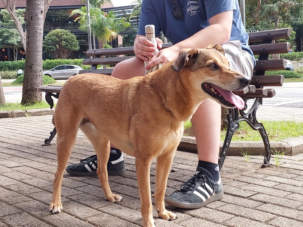 Pets passam a entrar nos parques de Campinas, mas população pede bom senso