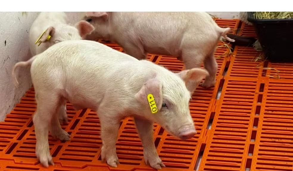 Após 1º clone, Piracicaba aguarda novos porcos para estudos de transplantes